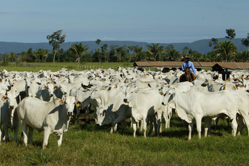 Fazenda de gado - MT