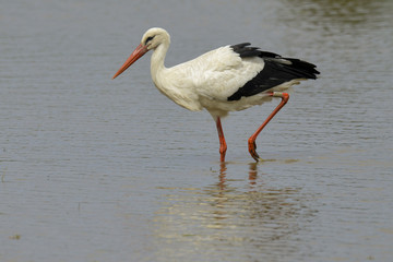 Cigogne blanche, nid, .Ciconia ciconia, White Stork