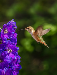 Fototapeta premium Rufous Hummingbird and Delphinium - Vertical