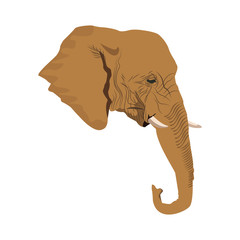 head elephant wild animal safari african