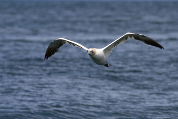 Fototapeta na wymiar Gannets (Morus Bassanus) Grassholm Island, Pembrokeshire, UK