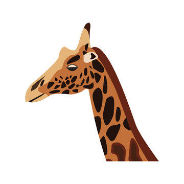 giraffe head herbivore african wildlife