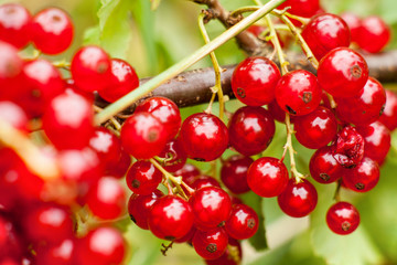 Redcurrant fruit on the bush. Harvest of ripe fluffy redcurrant. Red fruits on a green background.