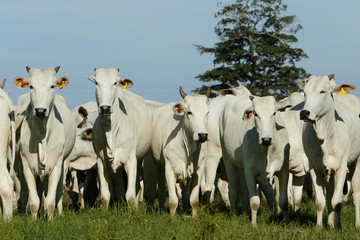 Fazenda de gado - MT