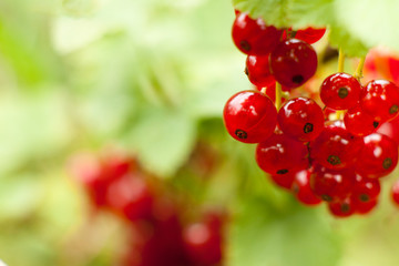 Red currant fruit on the bush. Harvest of ripe fluffy red currant. Red fruits on a green background.