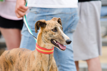 Beautiful greyhound