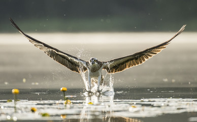 Osprey (Pandion haliaetus)