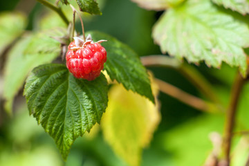 Ripe natural Raspberry fruit on a bush. Background blurry green background with leaves.