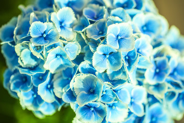 hortensia bleu en gros plan