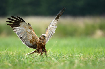 Marsh harrier (Circus aeruginosus)