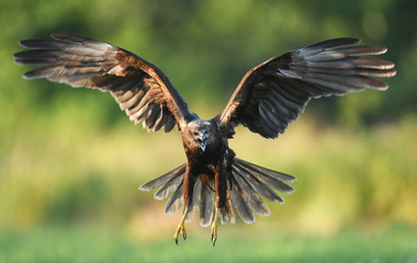 Marsh harrier (Circus aeruginosus)