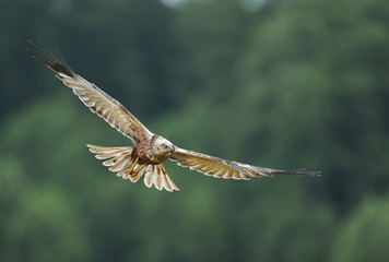 Marsh harrier (Circus aeruginosus)