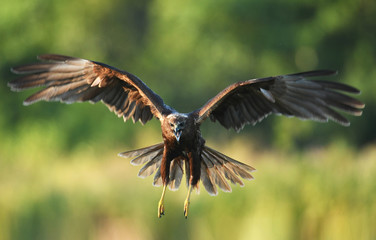 Marsh harrier (Circus aeruginosus)