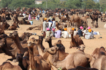 Inde / Pushkar Camel Fair