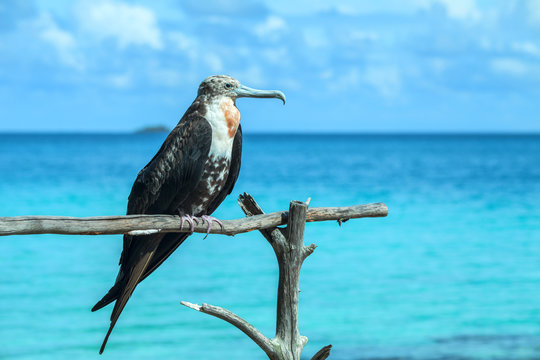 oiseau fr&eacute;gate 