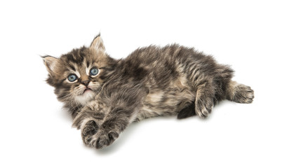 Small fluffy kitten isolated