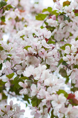 Spring flowering apple-tree with a pink inflorescence on a sunny day