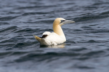 Gannets (Morus Bassanus) Grassholm Island, Pembrokeshire, UK