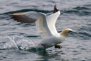 Gannets (Morus Bassanus) Grassholm Island, Pembrokeshire, UK