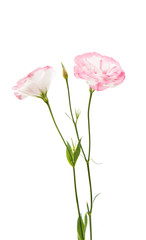 Fototapeta premium Beautiful eustoma isolated