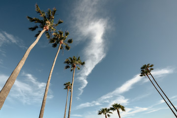 Palm trees