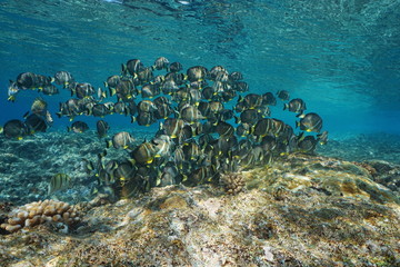 Fototapeta na wymiar A school of fish whitespotted surgeonfish, Acanthurus guttatus, underwater in the Pacific ocean, French Polynesia, Oceania