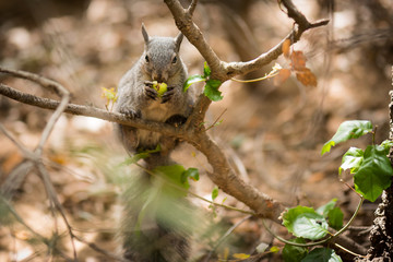 Squirrel on a tree branch eating an acorn.