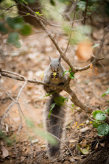 Squirrel on a tree branch eating an acorn.