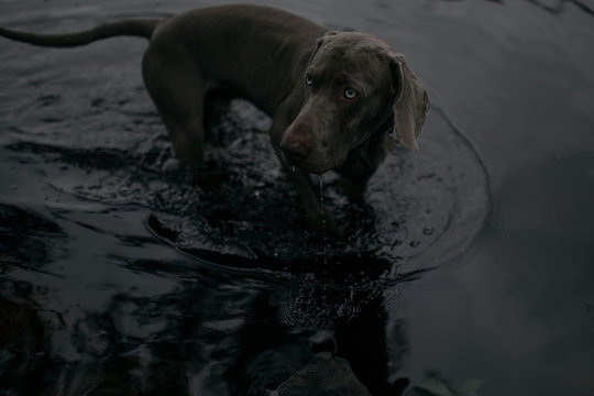 Wet Dog