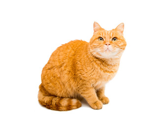 Fototapeta na wymiar Red cat isolated