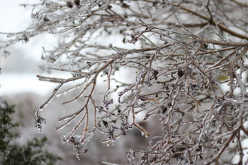 Frozen branches