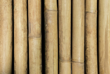 Bamboo background