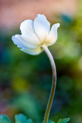 Beautiful white flower/A close up shot of a white flower on green background in full bloom 