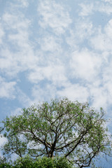Fototapeta premium Abstract tree on blue sky