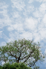 Abstract tree on blue sky