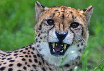 Wild beast animal cheetah