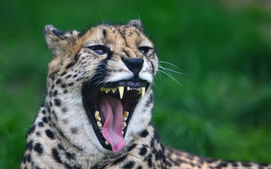 Wild beast animal cheetah