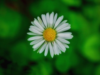 Fototapeta premium Daisy