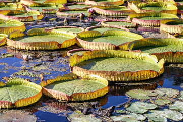 Seerosenblätter, lily pad