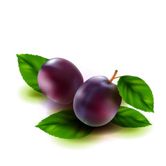 Realistic plums fruit with leaves isolated on white background. Vector illustration.