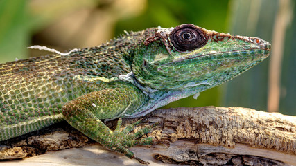 Ritteranolis, knightanolis