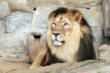 Löwe, lion