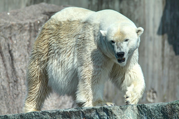 Eisbär, polar bear