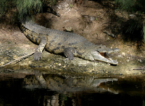 Krokodil, crocodile
