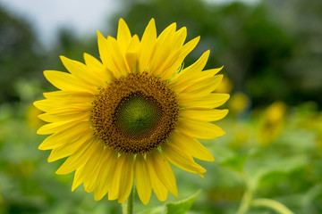 Sun flower