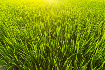 Obraz premium Green rice field closeup.