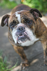 Cute English Bulldog in Eagle Point, Oregon