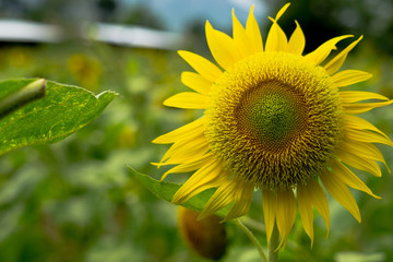 Sun flower