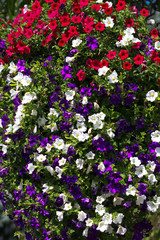 Fototapeta premium Flowers