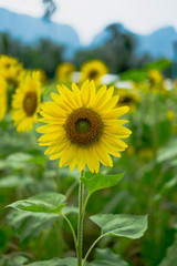 Obraz premium Sun flower